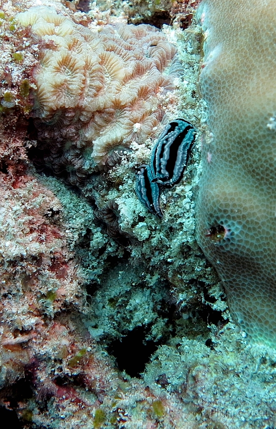 Velidhu - 2013_03_12 - IMG_0577r_Nudibranche_Wissaradhuni thila_Plongee.jpg